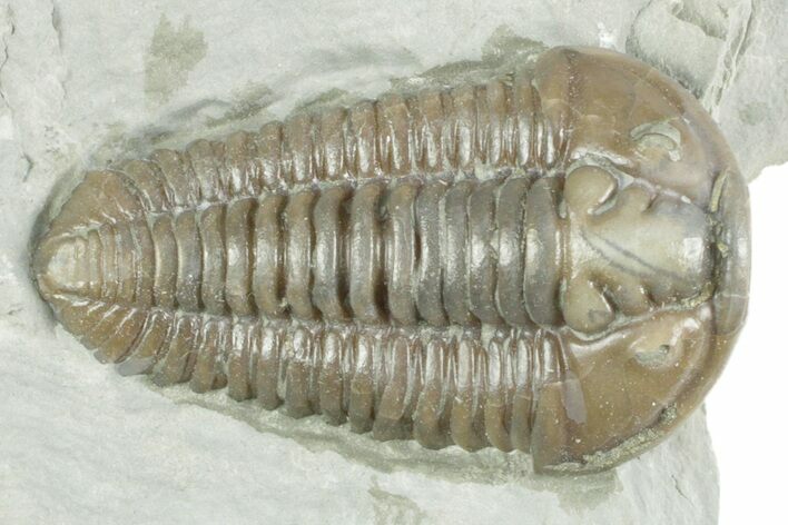 Prone Flexicalymene Trilobite - Mt Orab, Ohio #380343